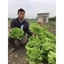 Hạt Giống Xà Lách San Chu🌱 Ăn Dòn Ngọt, Chịu Nhiệt Năng Suất Cao