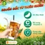 Trà Đào Sunbeleaf - Có Đào Thật, Các Quán Ngon Hay Dùng