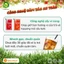 Trà Đào Sunbeleaf - Có Đào Thật, Các Quán Ngon Hay Dùng