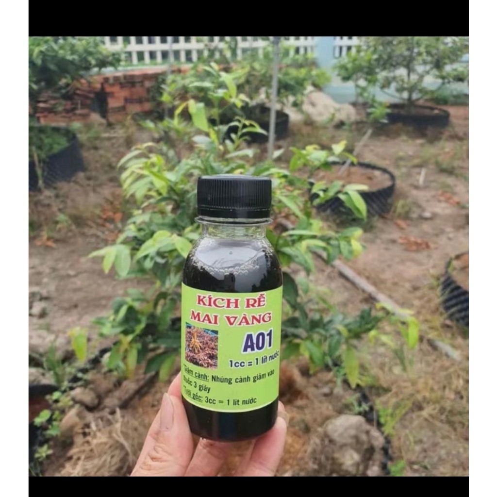 kích rễ mạnh A01 sắp - đế