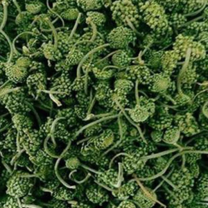 250g Nụ tam thất bao tử Sapa Loại 1 sấy xanh Hàng Công ty Thảo Dược Việt