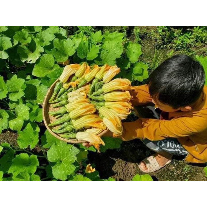 Hạt Giống Bí Siêu Nụ, Siêu Ngọn Thái❤️ Hàng Xịn Cực Kỳ Chất Lượng Dễ Trồng Ăn Ngon