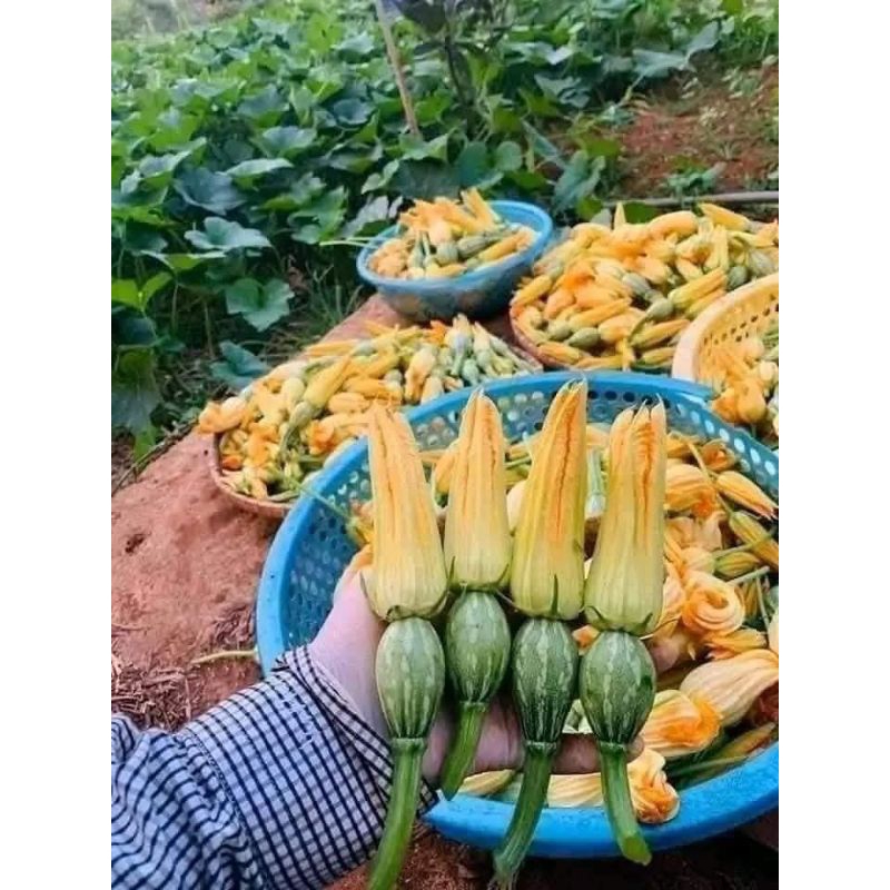 Hạt Giống Bí Siêu Nụ, Siêu Ngọn Thái❤️ Hàng Xịn Cực Kỳ Chất Lượng Dễ Trồng Ăn Ngon