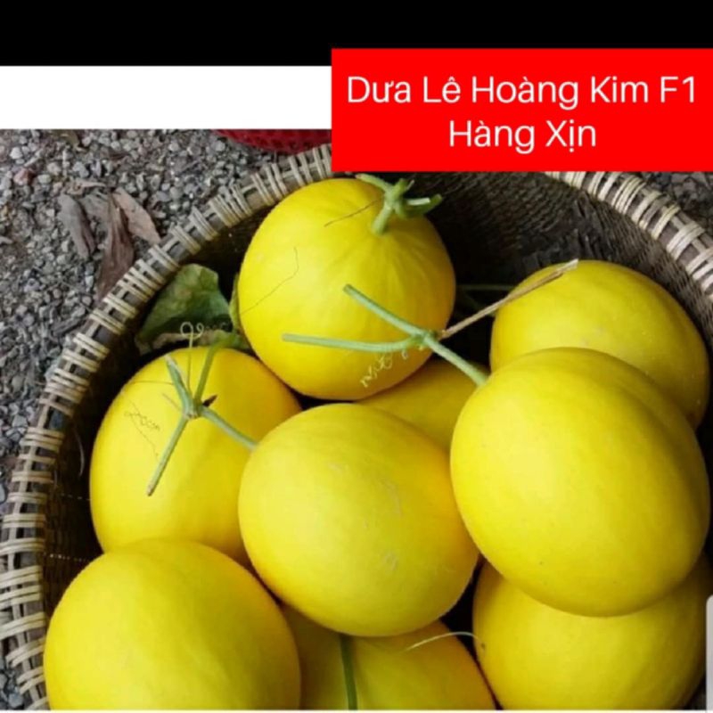 Hạt Giống Dưa Lê Hoàng Kim🍀 Hàng Xịn❤️ Siêu Ngọt Cực Kỳ Chất Lượng