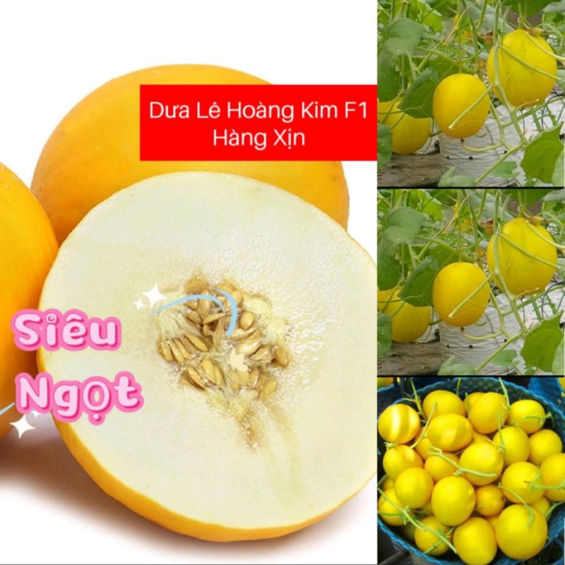 Hạt Giống Dưa Lê Hoàng Kim🍀 Hàng Xịn❤️ Siêu Ngọt Cực Kỳ Chất Lượng