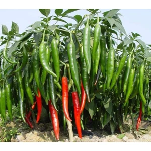 20 Hạt giống Ớt Chỉ Địa Thái Lan Siêu Trái Thơm Ngon, Cây Lâu Năm