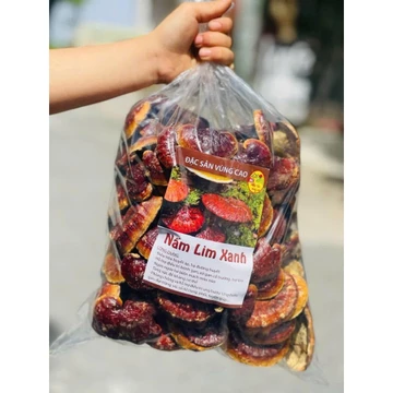 1kg Nấm Lim Xanh rừng hàng chuẩn, hỗ trợ ung thư, viêm gan, u sơ gan