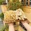 Cát cánh khô 100g, củ cát cánh, hỗ trợ giảm ho, đau họng, tiêu đờm, bổ phế - Tiệm lãn ông