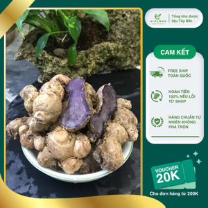 1kg Củ Gừng Đen (Ngải Tím) Sìn Hồ Lai Châu Loại 1 trên 2 Năm Tuổi Già Đanh