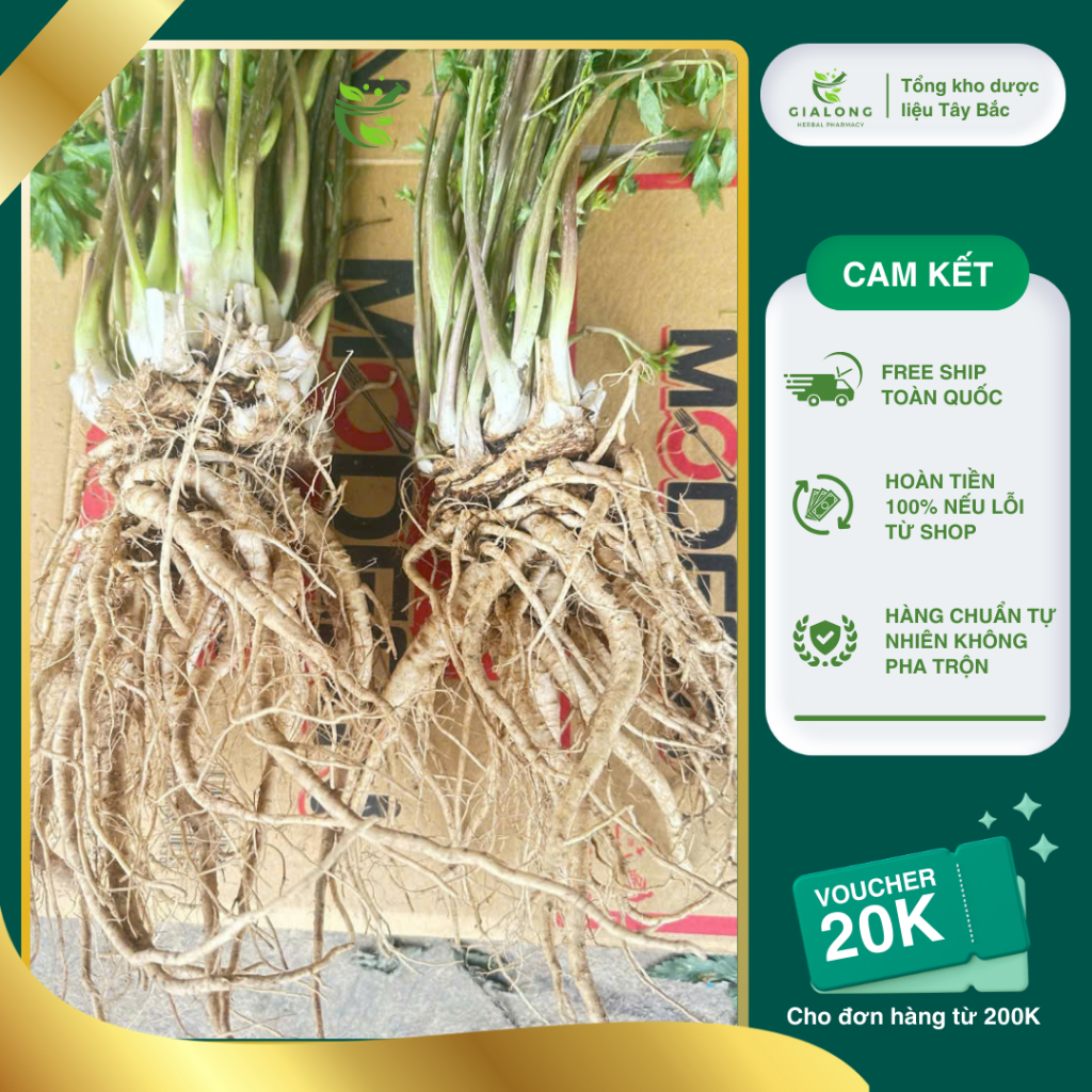 Sâm Đương Quy Sìn Hồ Lai Châu size 1 củ/1kg