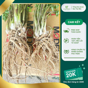 Sâm Đương Quy Sìn Hồ Lai Châu size 1 củ/1kg