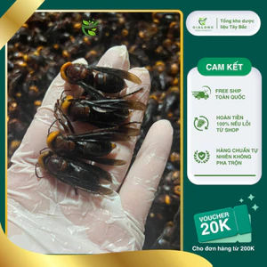 Ong đất, Ong Bắp Cày, Mã Phong, Thổ Phong ngâm rượu hàng chuẩn Tây Bắc