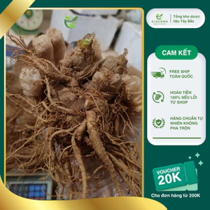 Tam Thất Bắc Loại 1 Lai Châu Hàng chuẩn chất lượng cao 1kg