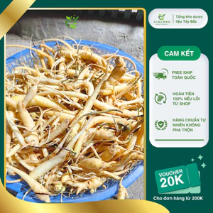 Đẳng Sâm Lai Châu Loại 1 Sợi To Chuẩn Rừng Chất Lượng Cao