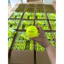 Bóng Pickleball Facolos chính hãng - (thương hiệt Việt Nam) chuẩn chất lượng m, độ bền lâu dài
