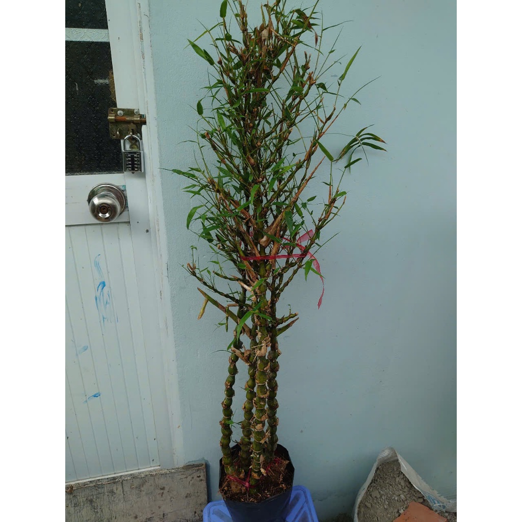Cây trúc quan âm (size lớn cao 60-120cm) chậu cây cảnh đẹp trồng sân vườn trang trí nội thất