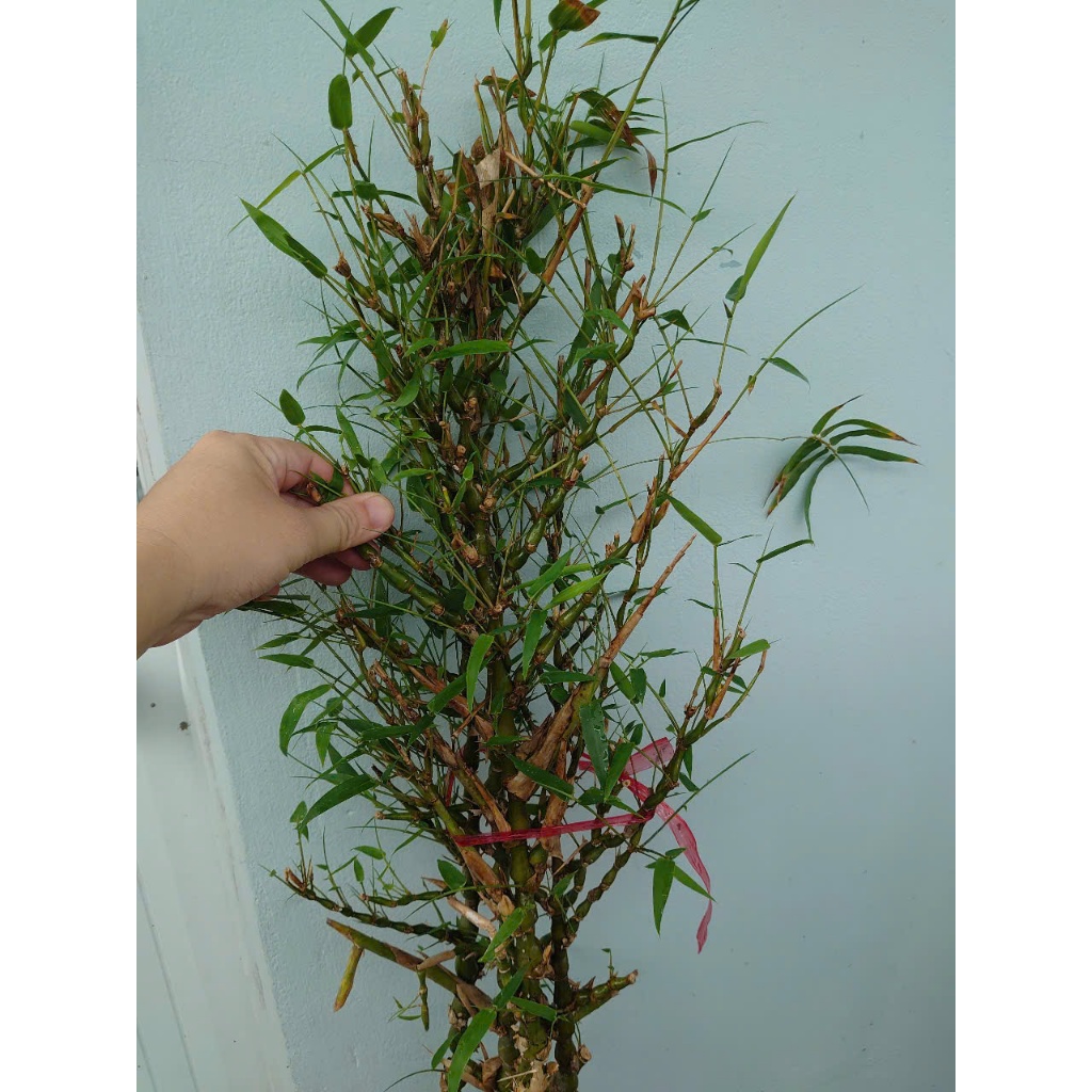 Cây trúc quan âm (size lớn cao 60-120cm) chậu cây cảnh đẹp trồng sân vườn trang trí nội thất