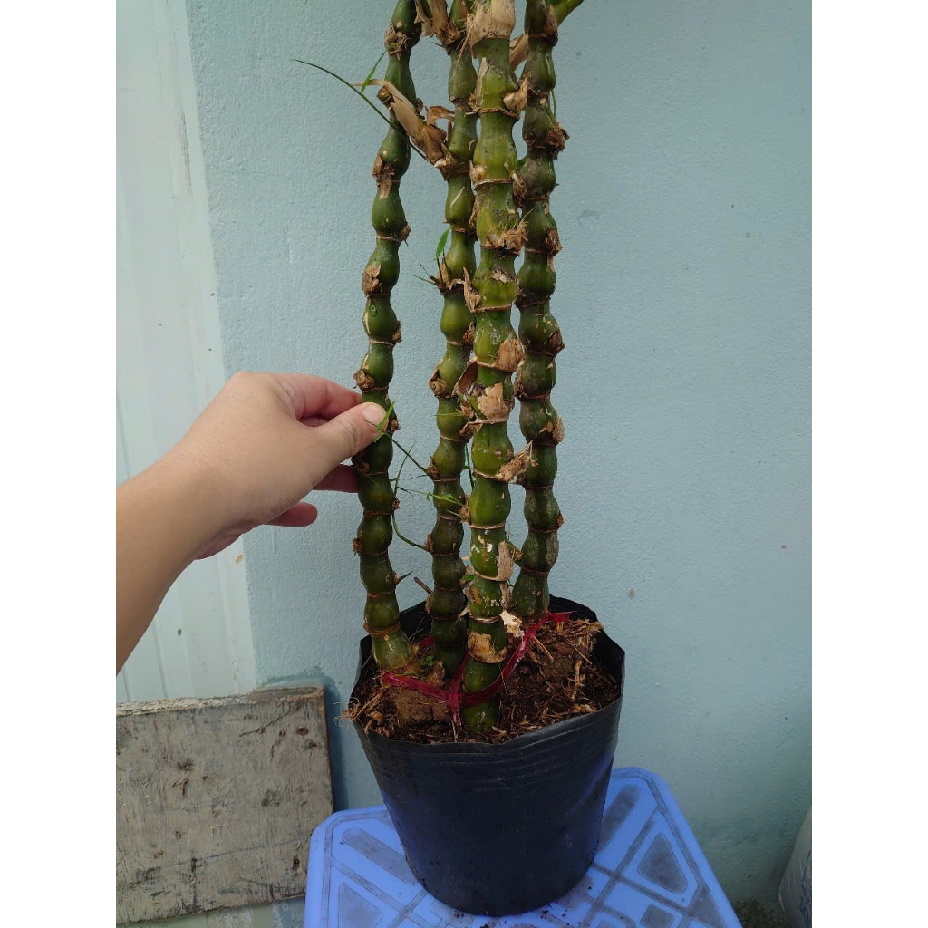 Cây trúc quan âm (size lớn cao 60-120cm) chậu cây cảnh đẹp trồng sân vườn trang trí nội thất