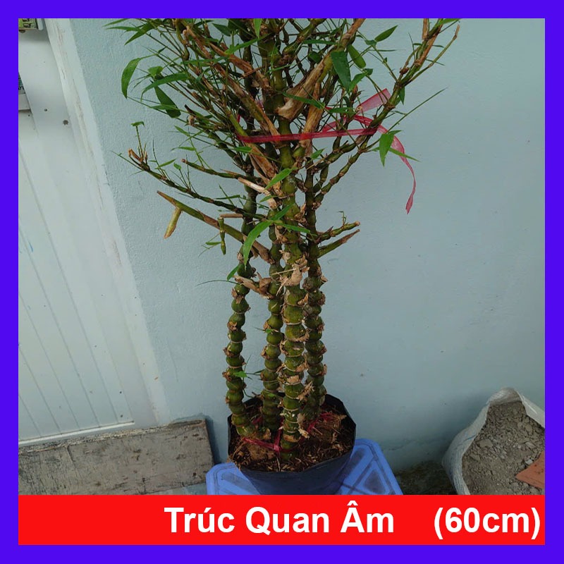 Cây trúc quan âm (size lớn cao 60-120cm) chậu cây cảnh đẹp trồng sân vườn trang trí nội thất