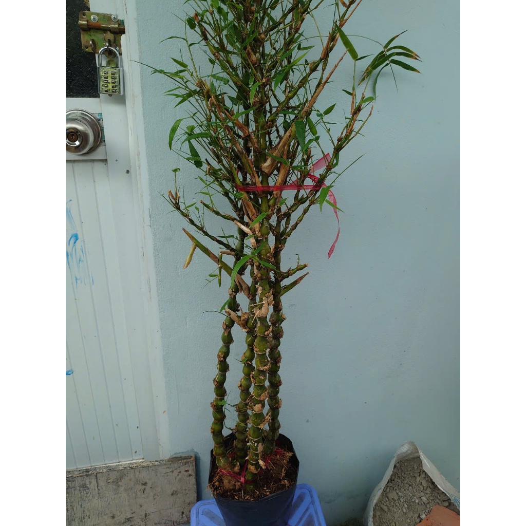 Cây trúc quan âm (size lớn cao 60-120cm) chậu cây cảnh đẹp trồng sân vườn trang trí nội thất