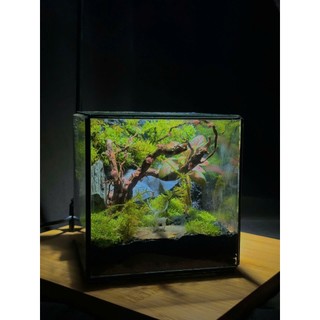 Terrarium " Vương Quốc Rêu Xanh "