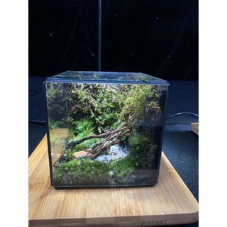 Terrarium " Rừng Thiên " quà tặng dành cho các cặp đôi ý nghĩa và lãn mạn