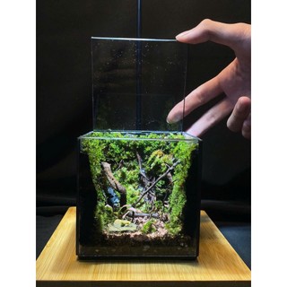 Terrarium " Rừng Tối Harry "   quà tặng sinh nhật ý nghĩa