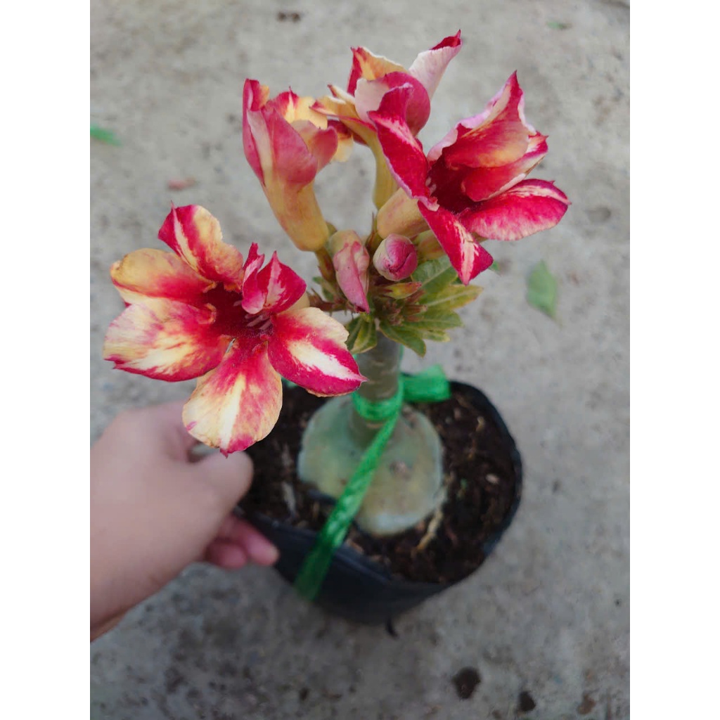 Hoa Sứ Thái Kép (Hoa Hồng) - cây cảnh trong nhà
