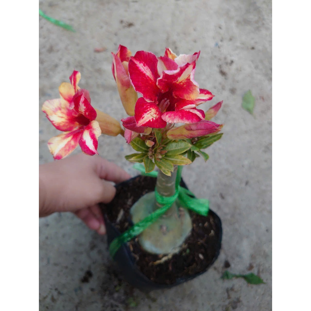 Hoa Sứ Thái Kép (Hoa Hồng) - cây cảnh trong nhà