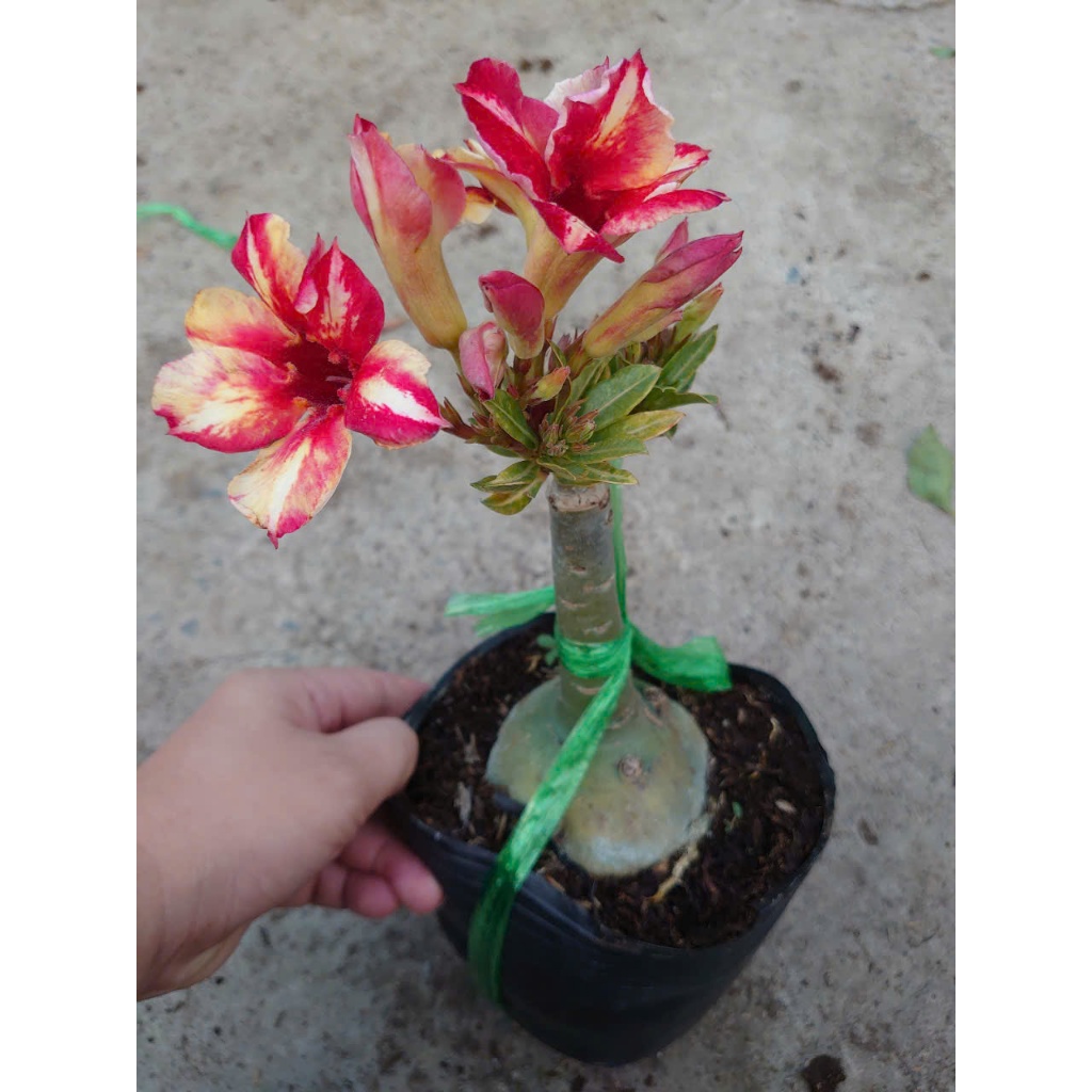 Hoa Sứ Thái Kép (Hoa Hồng) - cây cảnh trong nhà