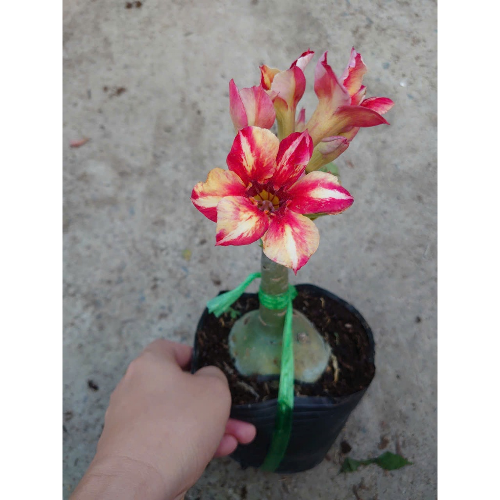 Hoa Sứ Thái Kép (Hoa Hồng) - cây cảnh trong nhà