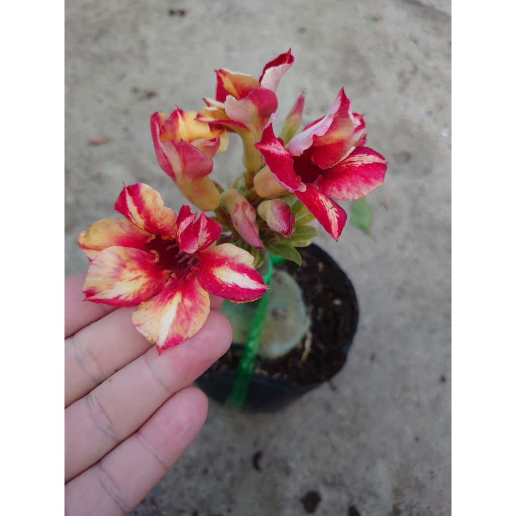 Hoa Sứ Thái Kép (Hoa Hồng) - cây cảnh trong nhà