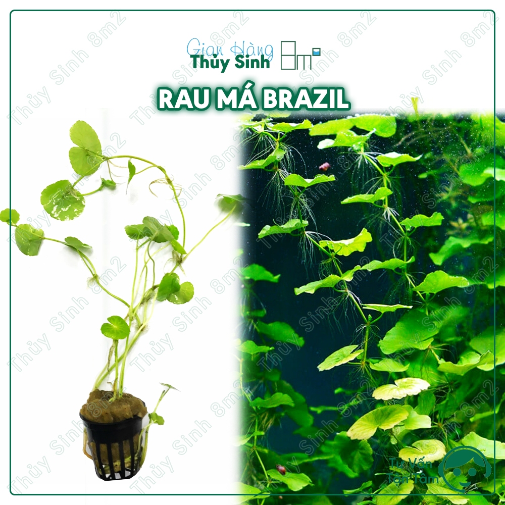(Giống Mới) Rau Má Brazil | Cây Thủy Sinh KHÔNG CO2, Cắt Cắm | 8m2 ...