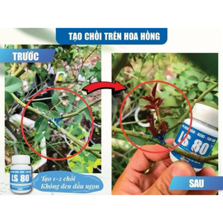 Keo kích chồi LS 80, bôi ở đâu mọc chồi ở đó, tái tạo tàn bị khuyết cho cây bon sai, hoa kiểng, mai vàng - hũ 30g