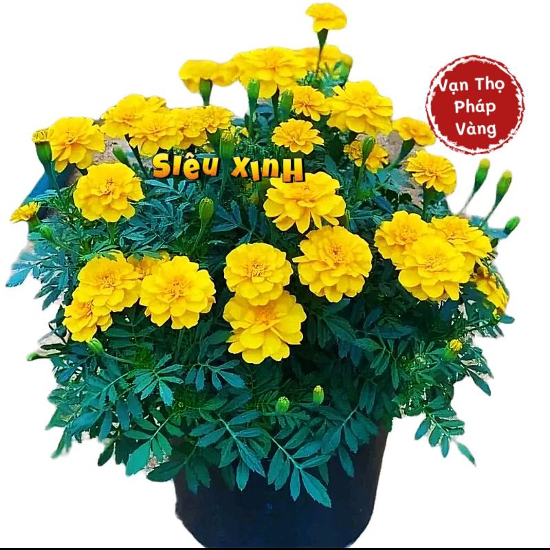Hạt Giống Hoa Vạn Thọ Pháp Vàng ❤️ Cực Xinh rất dễ trồng