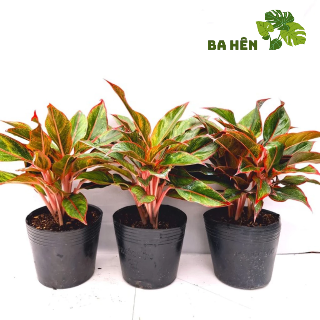 Cây phú quý ảnh thật Shop Cây Cảnh Ba Hên Shopee