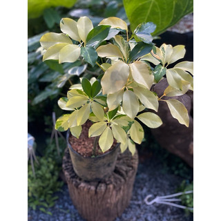 Chậu mềm Ngũ Gia Bì Lá Lớn decor đẹp, độc đáo, chịu được nắng nóng - Vườn Như Ngọc