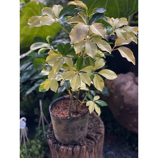 Chậu mềm Ngũ Gia Bì Lá Lớn decor đẹp, độc đáo, chịu được nắng nóng - Vườn Như Ngọc