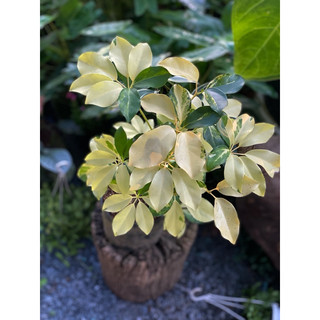 Chậu mềm Ngũ Gia Bì Lá Lớn decor đẹp, độc đáo, chịu được nắng nóng - Vườn Như Ngọc