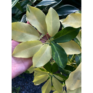 Chậu mềm Ngũ Gia Bì Lá Lớn decor đẹp, độc đáo, chịu được nắng nóng - Vườn Như Ngọc