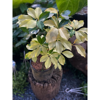 Chậu mềm Ngũ Gia Bì Lá Lớn decor đẹp, độc đáo, chịu được nắng nóng - Vườn Như Ngọc