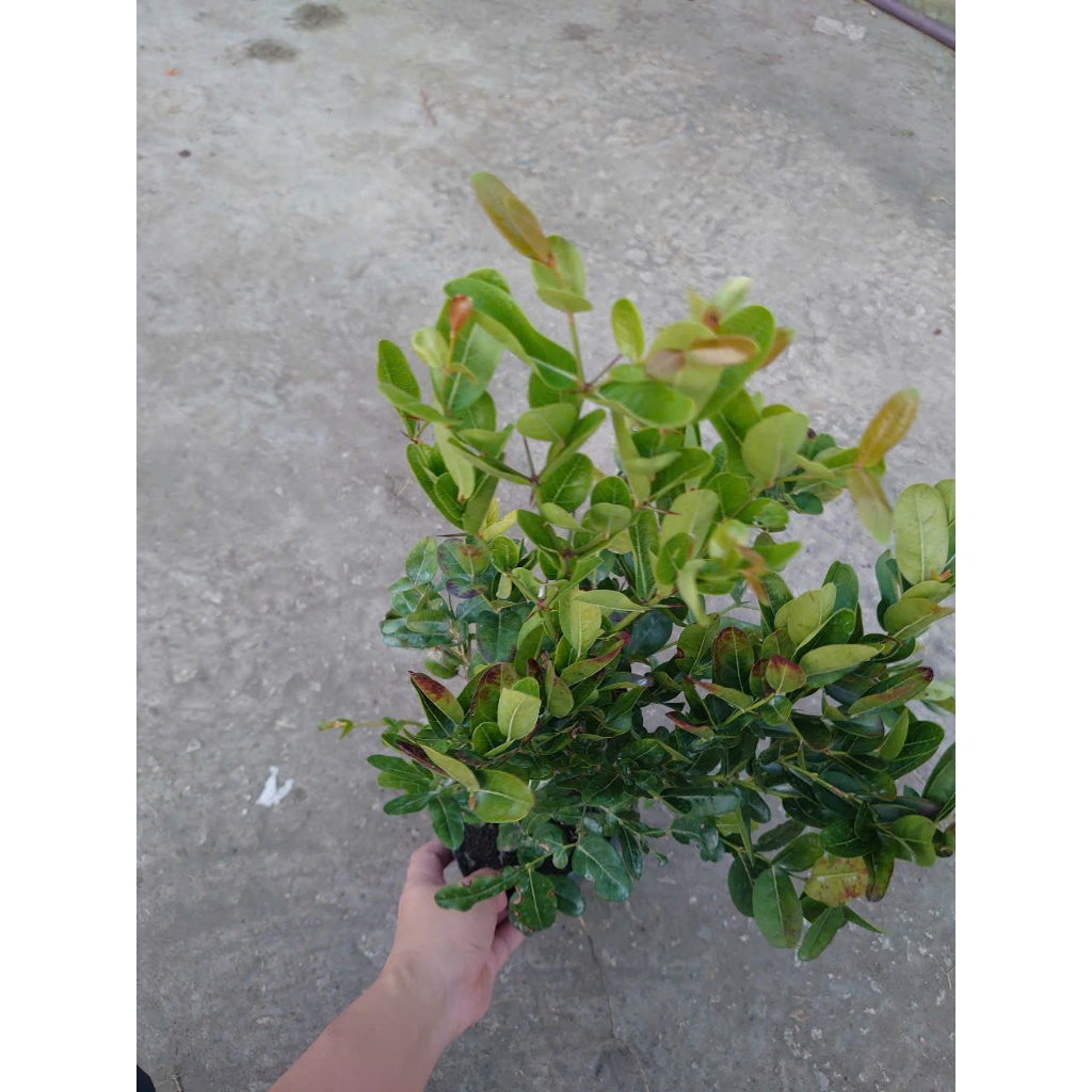 Cây siro (size lớn 1 năm tuổi) Quả dùng làm nước uống rất ngon - cây giao cùng chậu nhựa đen