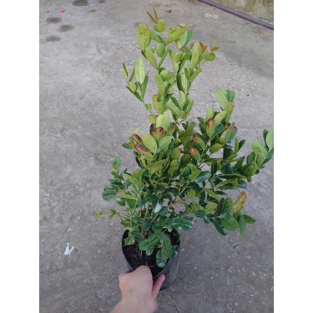 Cây siro (size lớn 1 năm tuổi) Quả dùng làm nước uống rất ngon - cây giao cùng chậu nhựa đen