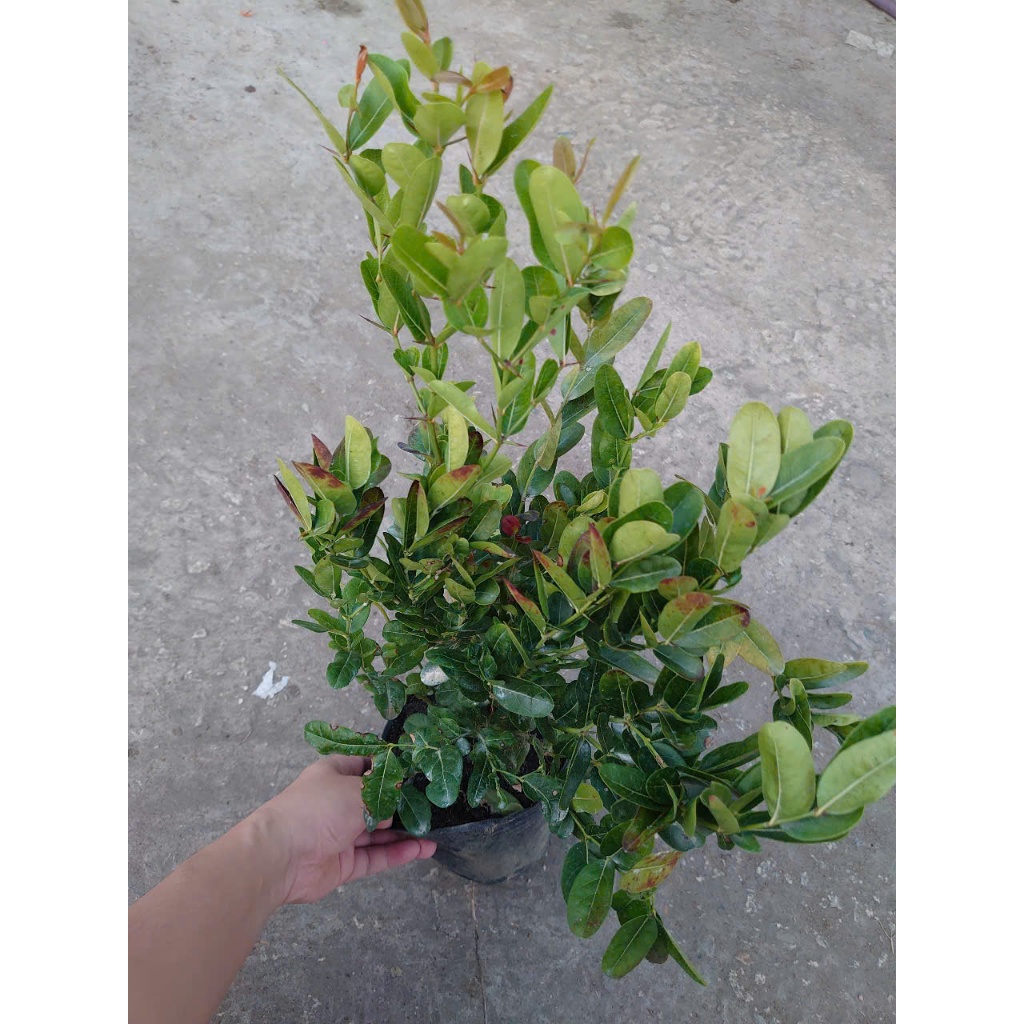 Cây siro (size lớn 1 năm tuổi) Quả dùng làm nước uống rất ngon - cây giao cùng chậu nhựa đen