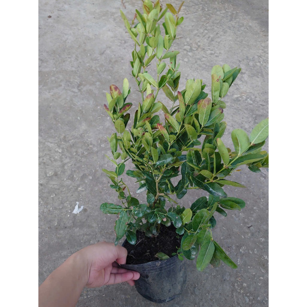 Cây siro (size lớn 1 năm tuổi) Quả dùng làm nước uống rất ngon - cây giao cùng chậu nhựa đen