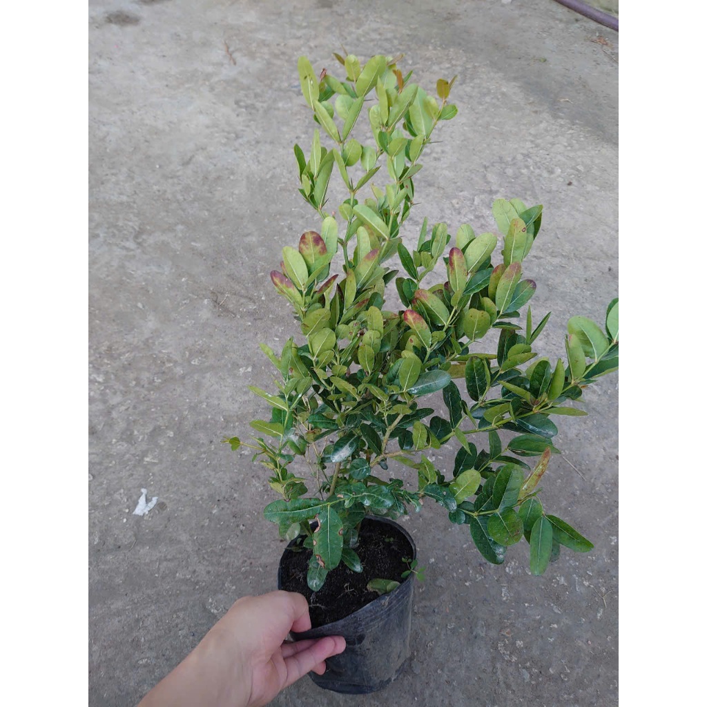 Cây siro (size lớn 1 năm tuổi) Quả dùng làm nước uống rất ngon - cây giao cùng chậu nhựa đen