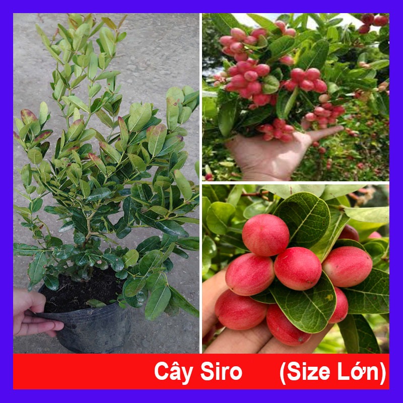 Cây siro (size lớn 1 năm tuổi) Quả dùng làm nước uống rất ngon - cây giao cùng chậu nhựa đen