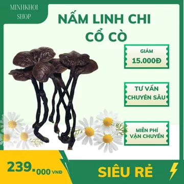 Nấm Lim Xanh, Nấm Linh Chi Cổ Cò Chuẩn rừng Tây Bắc, Nấm linh chi đỏ, linh chi sừng hươu