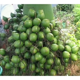 1 bầu Cây Cau làm giống, loại cau ăn trầu xưa