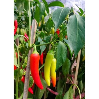 Bầu cây Ớt Sừng Trâu , cây con, mua 5 tặng 1